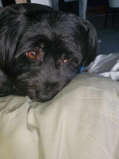 L'avis de corinne p. sur les croquettes aux insectes pour chien de la marque Réglo