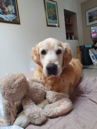 L'avis de Philippe G. sur les croquettes aux insectes pour chien de la marque Réglo