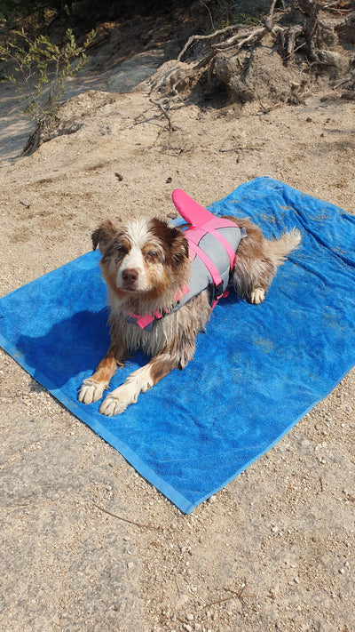 L'avis de Sonia D. sur les croquettes aux insectes pour chien de la marque Réglo