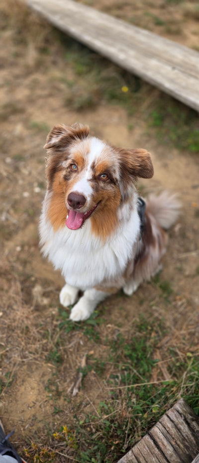 Avis sur Renaud M. — croquettes chien