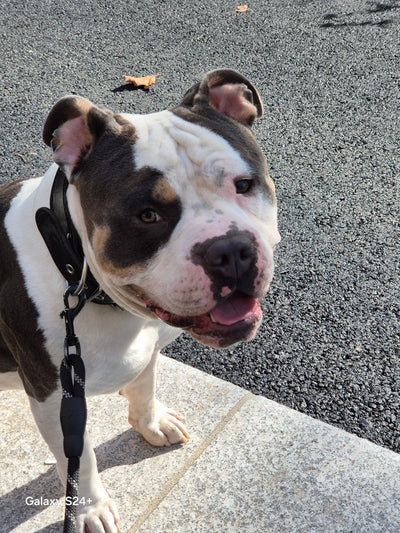 Avis sur Katia O. — croquettes chien