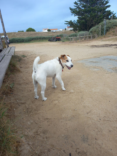 L'avis de MT B. sur les croquettes aux insectes pour chien de la marque Réglo