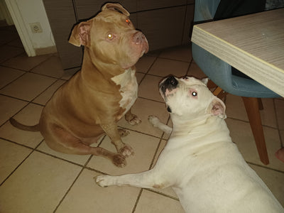 L'avis de Laurent J. sur les croquettes aux insectes pour chien de la marque Réglo