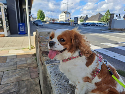 L'avis de Géraldine F. sur les croquettes aux insectes pour chien de la marque Réglo