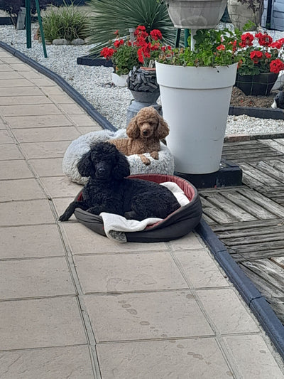 L'avis de ballabene l. sur les croquettes aux insectes pour chien de la marque Réglo