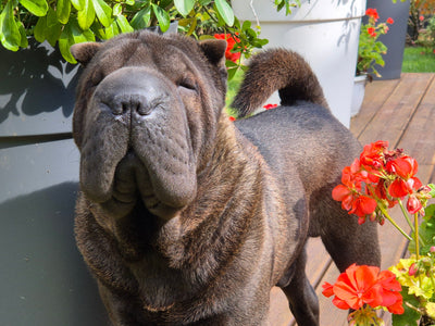 L'avis de ERIC Q. sur les croquettes aux insectes pour chien de la marque Réglo
