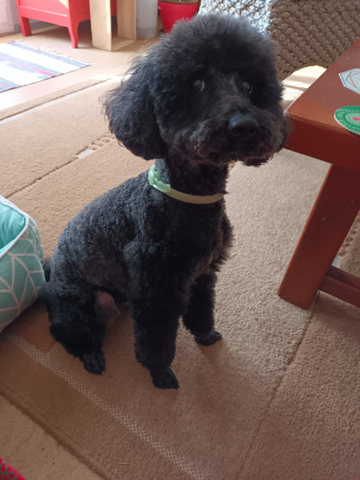 L'avis de ISABELLE B. sur les croquettes aux insectes pour chien de la marque Réglo