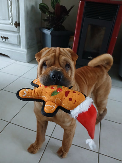 L'avis de Annie P. sur les croquettes aux insectes pour chien de la marque Réglo