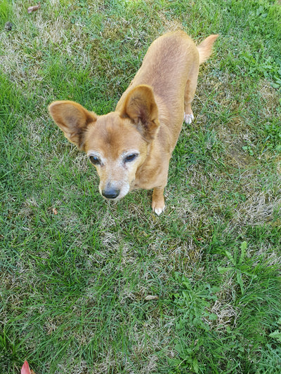 L'avis de Nathalie B. sur les croquettes aux insectes pour chien de la marque Réglo