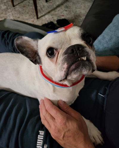 L'avis de Karine D. sur les croquettes aux insectes pour chien de la marque Réglo