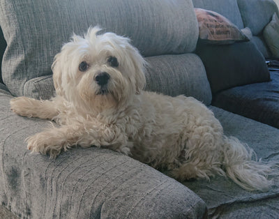 L'avis de Laetitia A. sur les croquettes aux insectes pour chien de la marque Réglo
