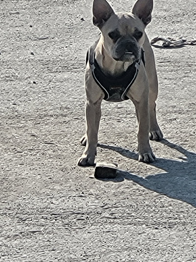 L'avis de Adnan P. sur les croquettes aux insectes pour chien de la marque Réglo