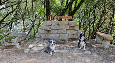 L'avis de Catherine M. sur les croquettes aux insectes pour chien de la marque Réglo