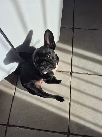 L'avis de Puzzo G. sur les croquettes aux insectes pour chien de la marque Réglo