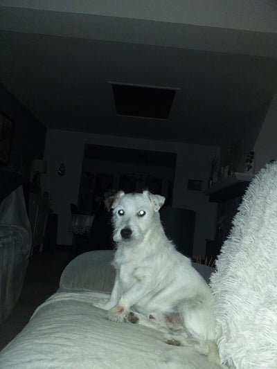 L'avis de Claude R. sur les croquettes aux insectes pour chien de la marque Réglo