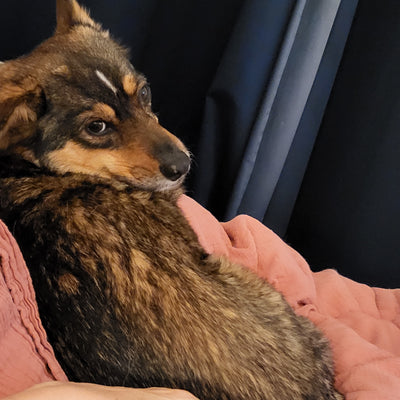 L'avis de catherine a. sur les croquettes aux insectes pour chien de la marque Réglo