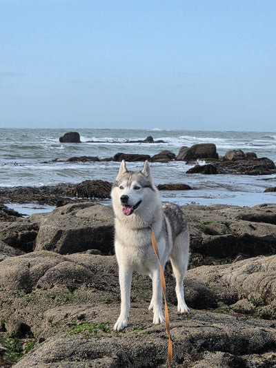 L'avis de Isabelle L. sur les croquettes aux insectes pour chien de la marque Réglo