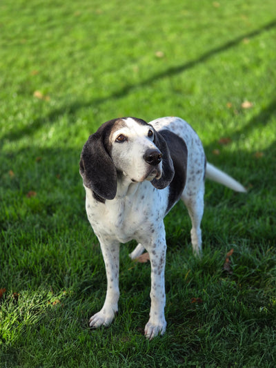 Avis sur Laurence D. — croquettes chien