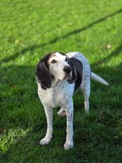 L'avis de Laurence D. sur les croquettes aux insectes pour chien de la marque Réglo