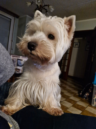 L'avis de Elisabeth C. sur les croquettes aux insectes pour chien de la marque Réglo