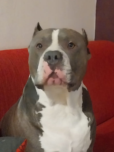 Avis sur Pascal M. — croquettes chien