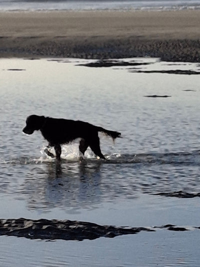 L'avis de valdine R. sur les croquettes aux insectes pour chien de la marque Réglo