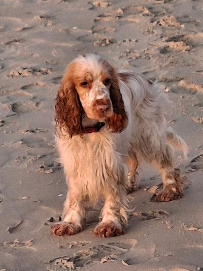 Avis sur valdine R. — croquettes chien