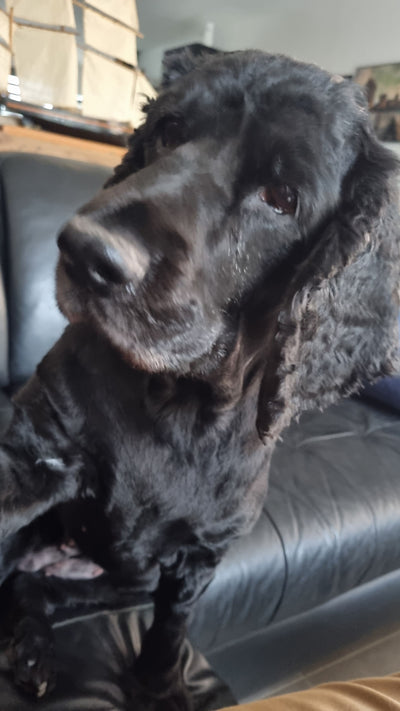Avis sur NADEGE A. — croquettes chien