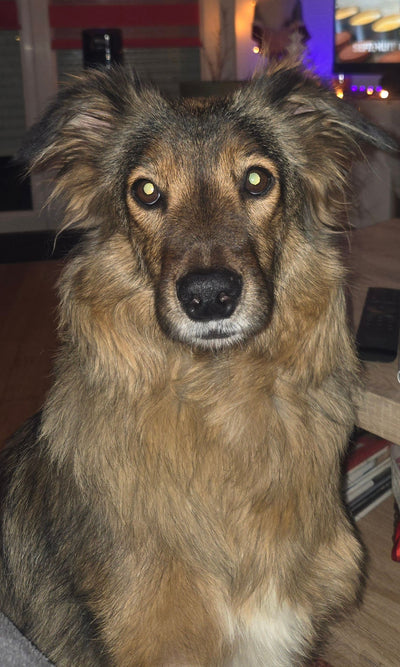 L'avis de Annick F. sur les croquettes aux insectes pour chien de la marque Réglo