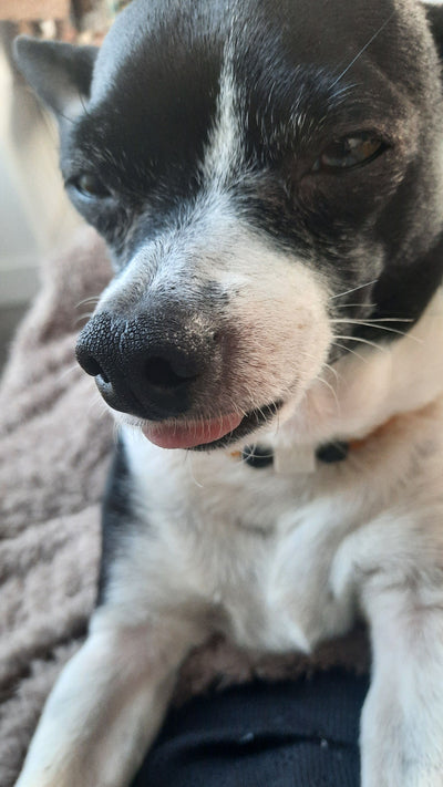 L'avis de madeleine b. sur les croquettes aux insectes pour chien de la marque Réglo