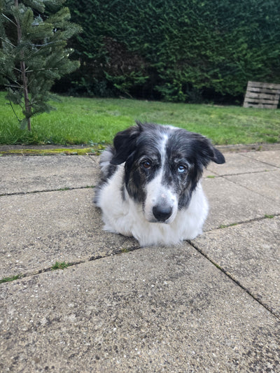 L'avis de Annick F. sur les croquettes aux insectes pour chien de la marque Réglo