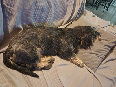 L'avis de Catherine J. sur les croquettes aux insectes pour chien de la marque Réglo