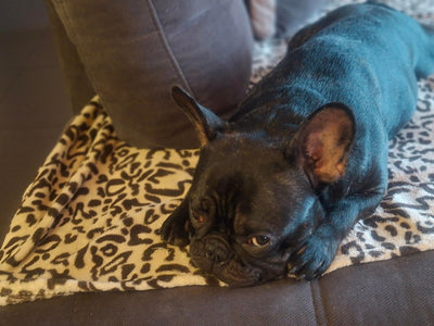 L'avis de Pascal G. sur les croquettes aux insectes pour chien de la marque Réglo