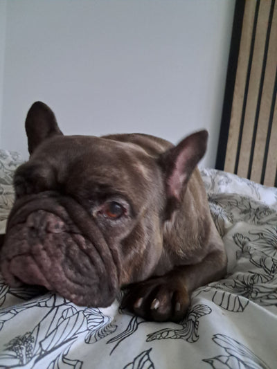 Avis sur Xavier D. — croquettes chien