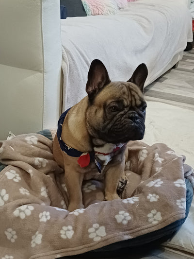 L'avis de FABIENNE C. sur les croquettes aux insectes pour chien de la marque Réglo