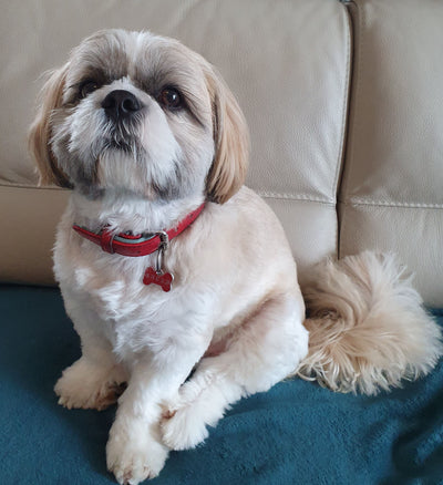 L'avis de ANDRE L. sur les croquettes aux insectes pour chien de la marque Réglo