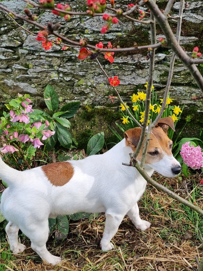 L'avis de MpG A. sur les croquettes aux insectes pour chien de la marque Réglo