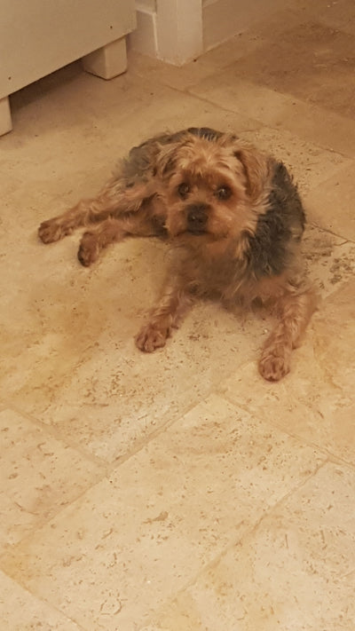 Avis sur Francoise D. — croquettes chien