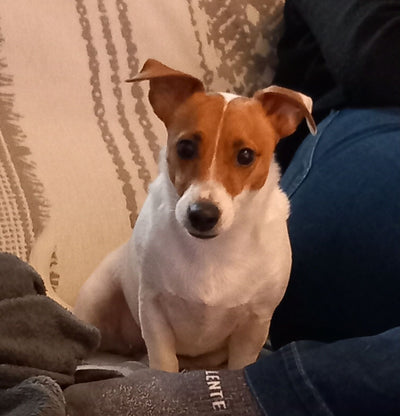 Avis sur Laurence A. — croquettes chien