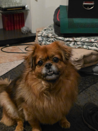Avis sur alfred h. — croquettes chien