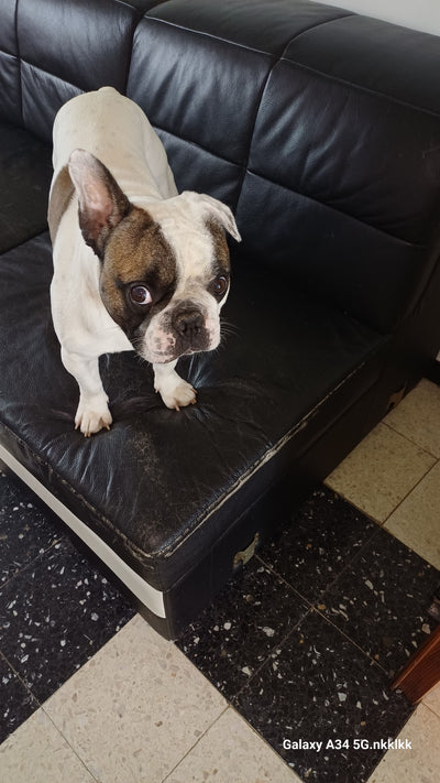Avis sur serge r. — croquettes chien