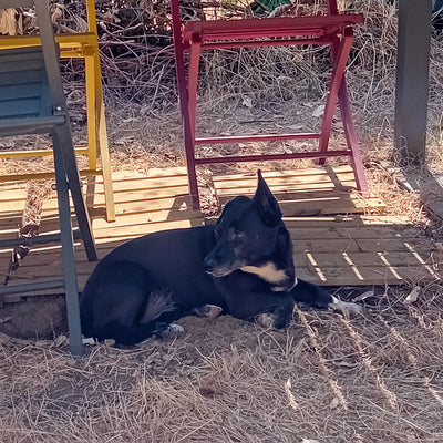 Avis sur Licia H. — croquettes chien