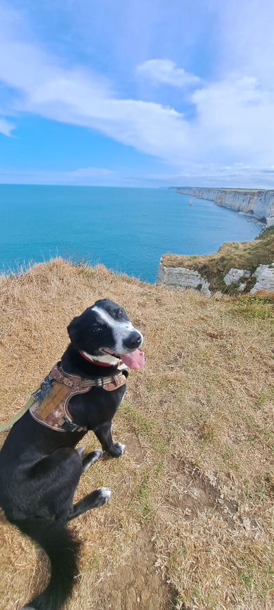 Avis sur Léa P. — croquettes chien