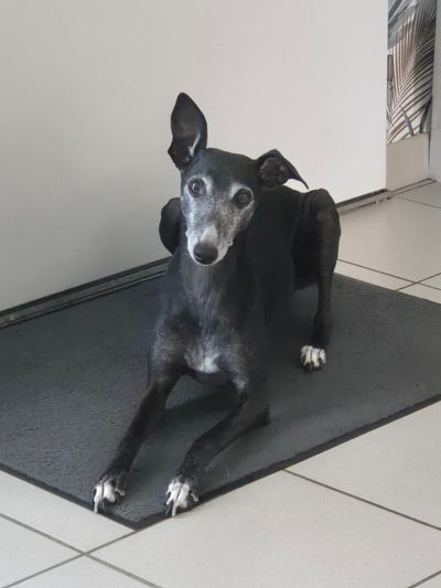 Avis sur evelyne D. — croquettes chien