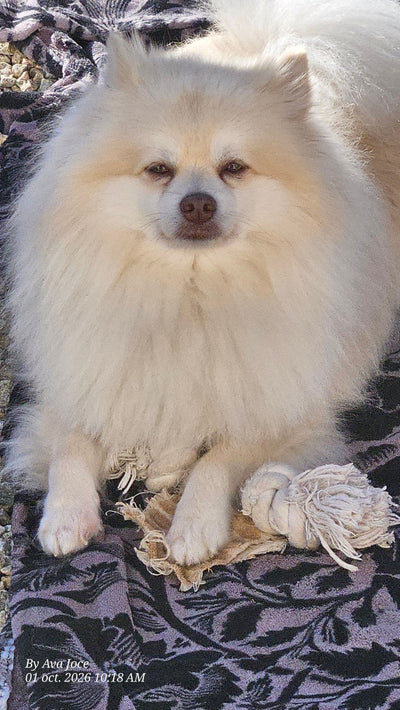 Avis sur Jocelyne Ava A. — croquettes chien