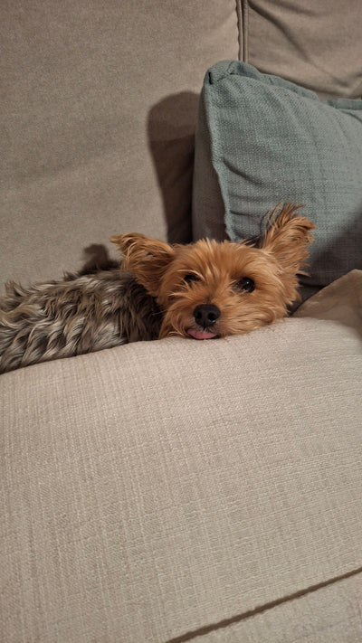 Avis sur Sophie D. — croquettes chien