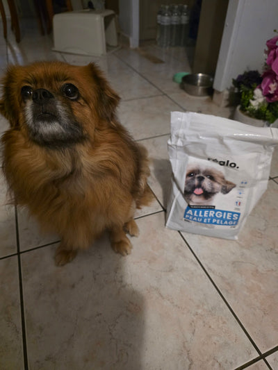 Avis sur alfred h. — croquettes chien