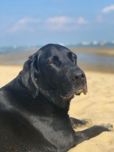 Avis sur SANDRA N. — croquettes chien