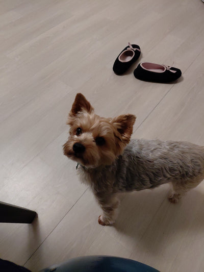 L'avis de Marina C. sur les croquettes aux insectes pour chien de la marque Réglo