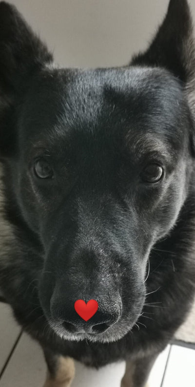Avis sur Brice A. — croquettes chien